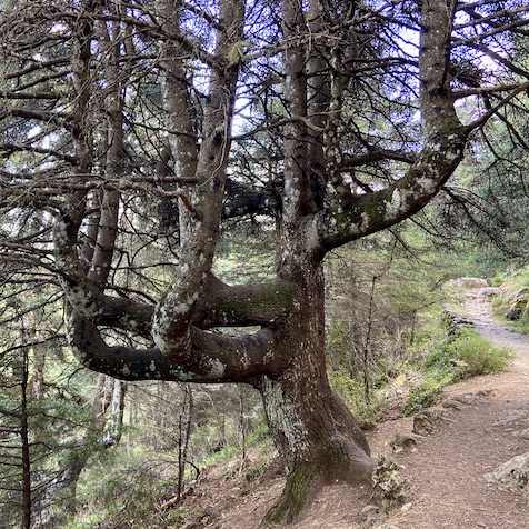 Special tree Sierra de las Nieves
